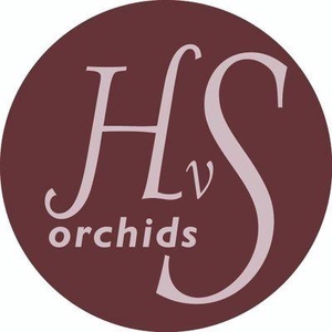 CYMB T UNIQ DAISY 60 CM