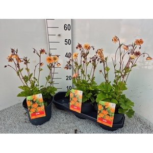 GEUM CHILOENSE