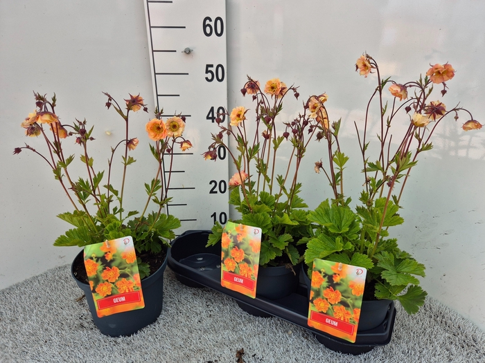 <h4>GEUM CHILOENSE</h4>