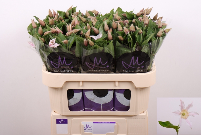 <h4>Clematis Amazing Kansas</h4>