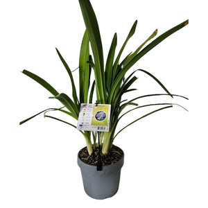 Agapanthus africanus