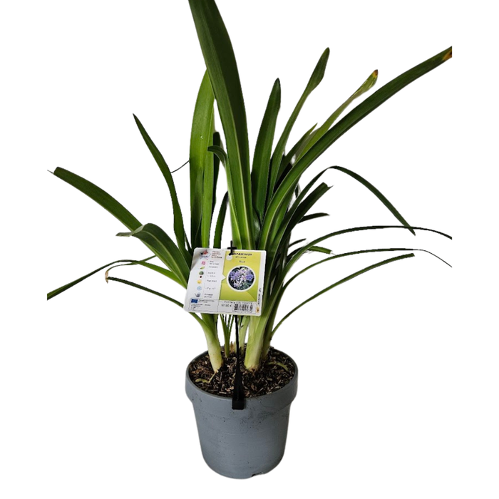 <h4>Agapanthus africanus</h4>