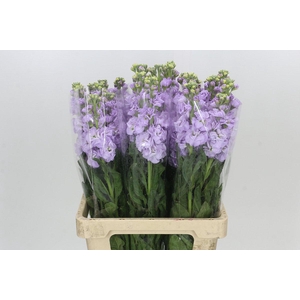 Matthiola Iron Marine