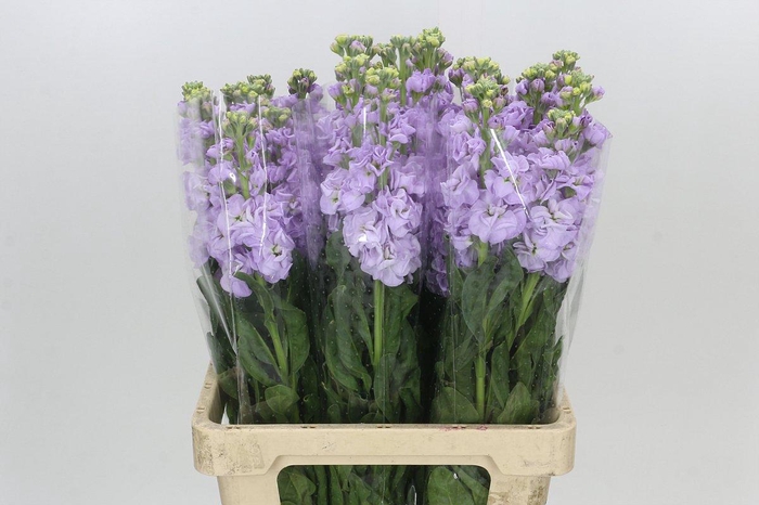 <h4>Matthiola Iron Marine</h4>
