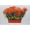 Nutans Ayoba Mandarin Zest