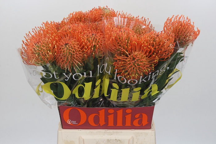 Nutans Ayoba Mandarin Zest