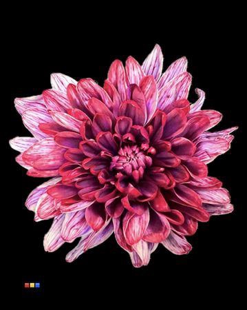 <h4>Chr T 2 Kl Baltica Passion</h4>