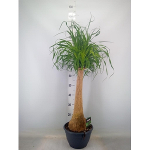 Beaucarnea recurvata