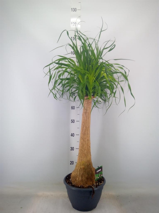 <h4>Beaucarnea recurvata</h4>