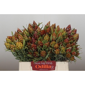 Kaaps Groen Plumosum Rubrum