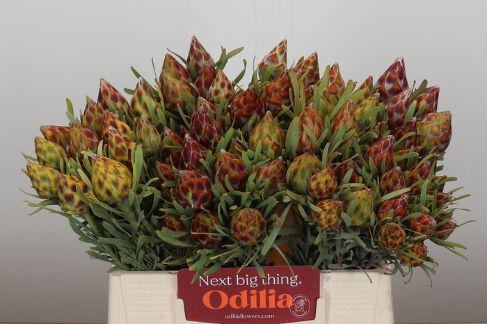 <h4>Kaaps Groen Plumosum Rubrum</h4>