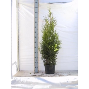 Thuja occidentalis 'Brabant'