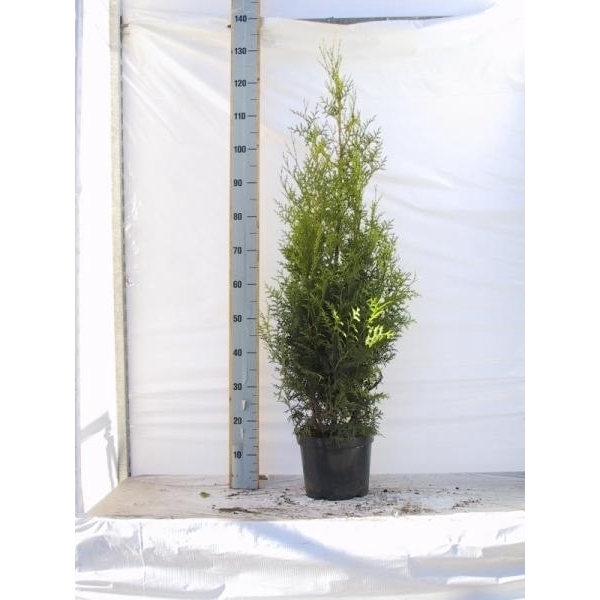 <h4>Thuja occidentalis 'Brabant'</h4>