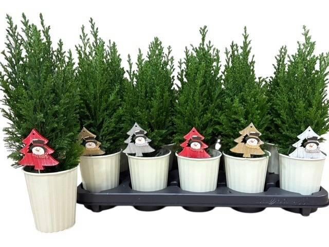 <h4>KERSTBOOM VERSIERD</h4>