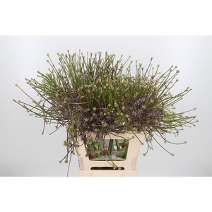 Allium Schuberti