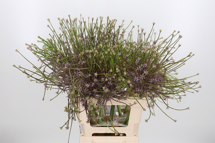 <h4>Allium Schuberti</h4>