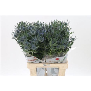 Eryngium Mag Blue Lagoon