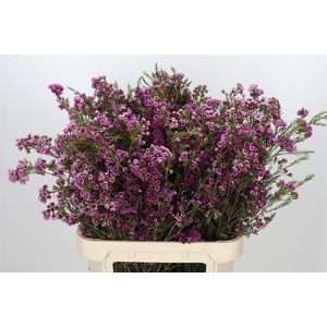 Chamelaucium 'Nina's Delight'