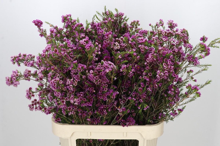 <h4>Chamelaucium 'Nina's Delight'</h4>