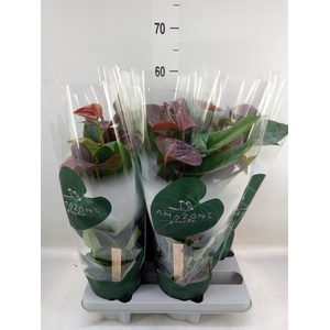 Anthurium andr. 'Essencia'