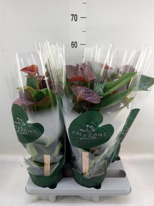 <h4>Anthurium andr. 'Essencia'</h4>