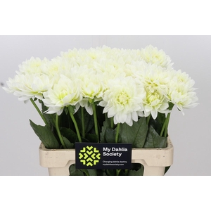 Dahlia Karma M. Zwaan