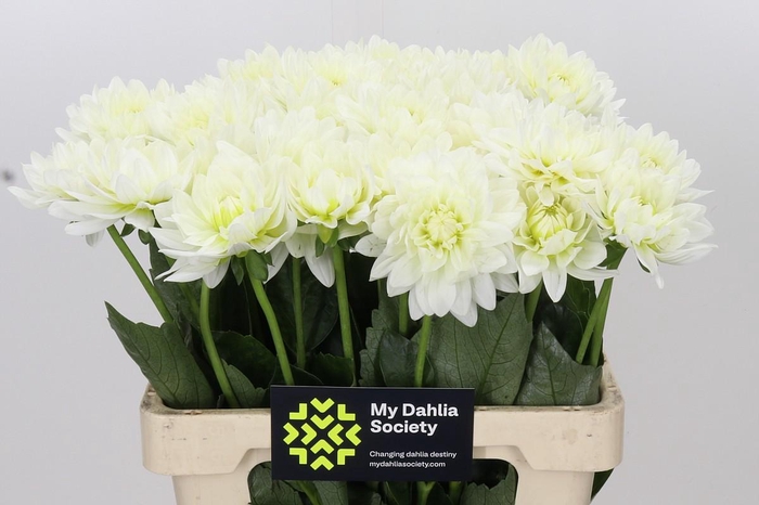 <h4>Dahlia Karma M. Zwaan</h4>
