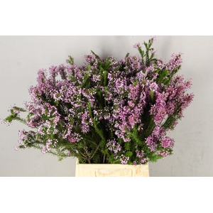 ERICA DOUBLE PINK 400GR