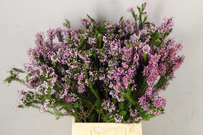 ERICA DOUBLE PINK 400GR