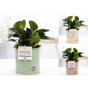 Philodendron White Wave in P&PURE zinc Louise 4 ass3