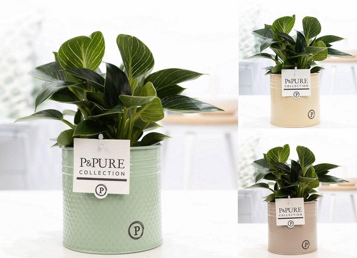 <h4>Philodendron White Wave in P&PURE zinc Louise 4 ass3</h4>