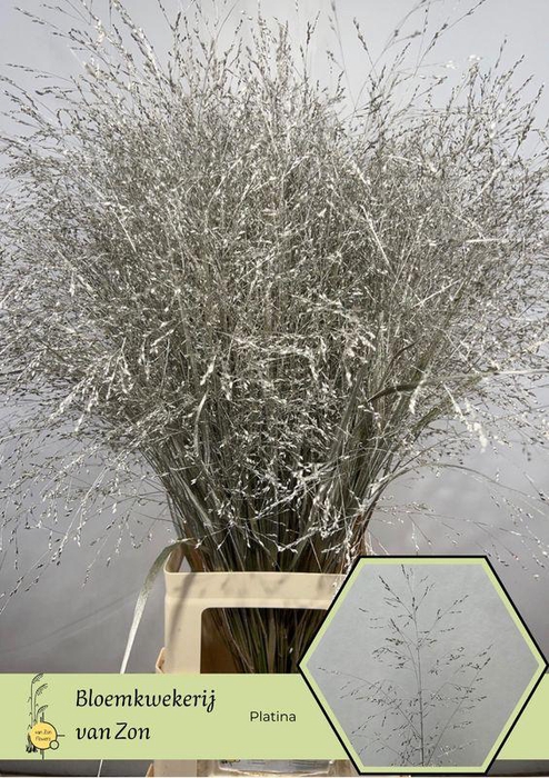 <h4>SIERGR OV KLB PLATINA H%</h4>