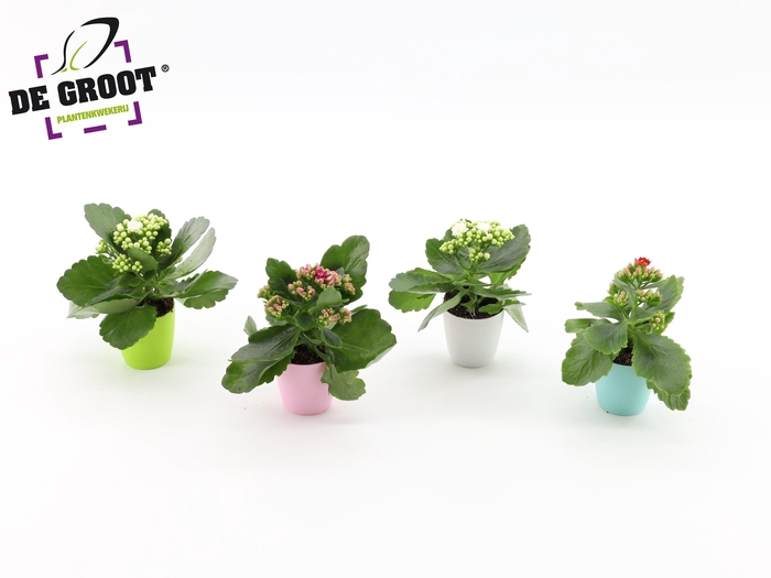 <h4>Kalanchoe blossfeldiana mix in kunststof pot</h4>