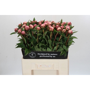 PAEONIA LACT. 'SARAH BERNHARDT'