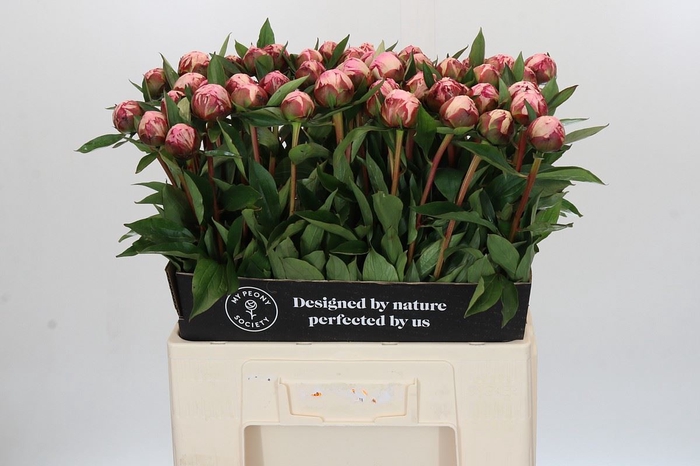 <h4>PAEONIA LACT. 'SARAH BERNHARDT'</h4>