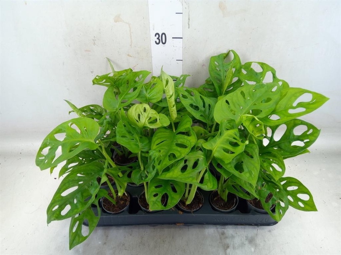 <h4>Monstera obliqua 'Monkey Mask'</h4>