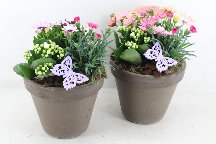 <h4>arr4 Outdoor MB - Ker. bloempot choco V2</h4>