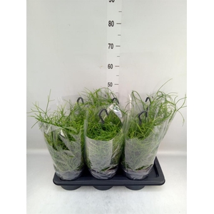 Rhipsalis baccifera 'Oasis'