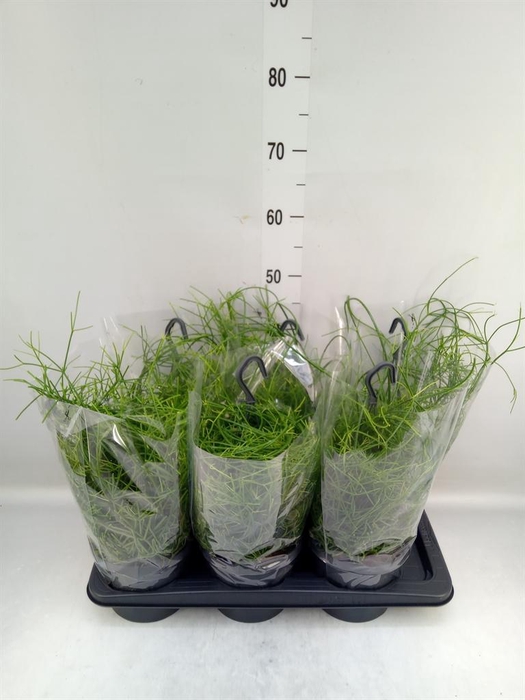 <h4>Rhipsalis baccifera 'Oasis'</h4>
