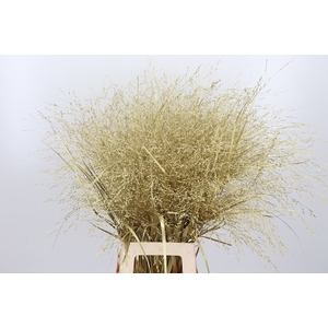 Panicum Kl Bh Goud