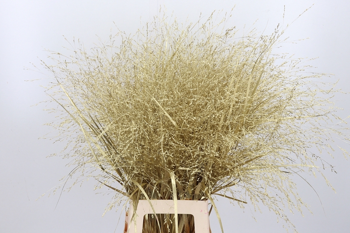 <h4>Panicum Kl Bh Goud</h4>