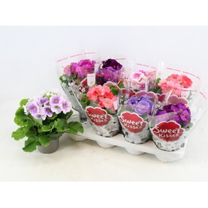 Primula Obconica Touch Me mix 12Ø 26cm