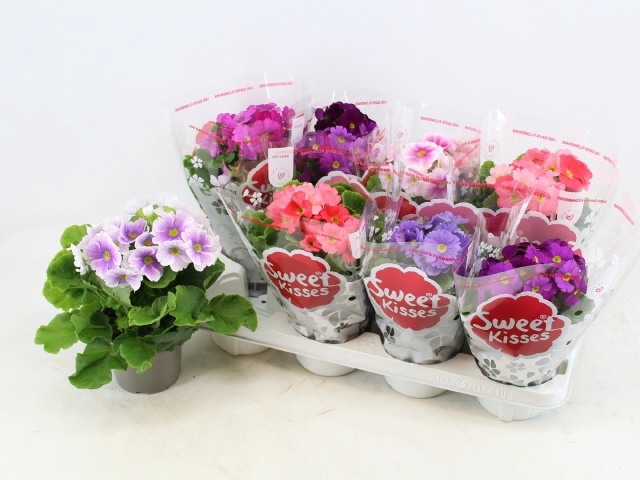 Primula Obconica Touch Me mix 12Ø 26cm