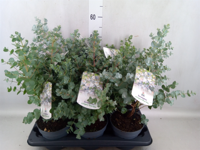 <h4>Eucalyptus urnigera</h4>