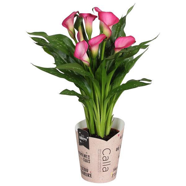 <h4>Zantedeschia Zazu SoHappyCalla roze met bruine gift potcover</h4>