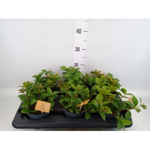 Peperomia