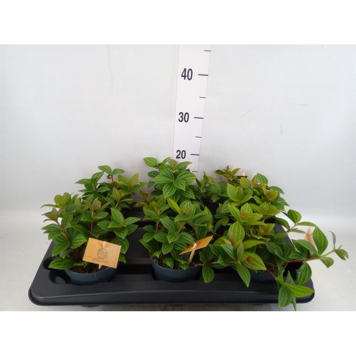 <h4>Peperomia</h4>