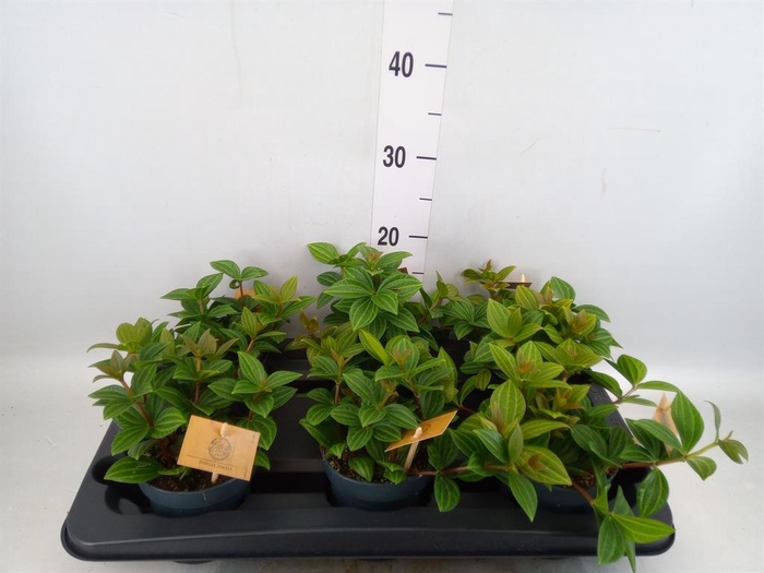 <h4>Peperomia</h4>
