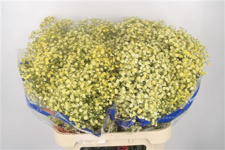 <h4>Gyps Klb Yellow</h4>