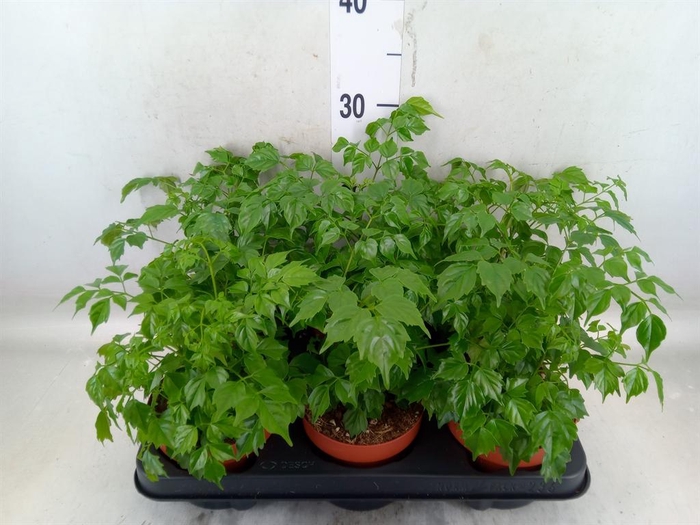 <h4>Radermachera sinica</h4>